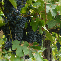 Temple Bruer Organic Wines - The Vineyard